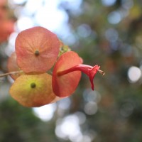 Holmskioldia sanguinea Retz.